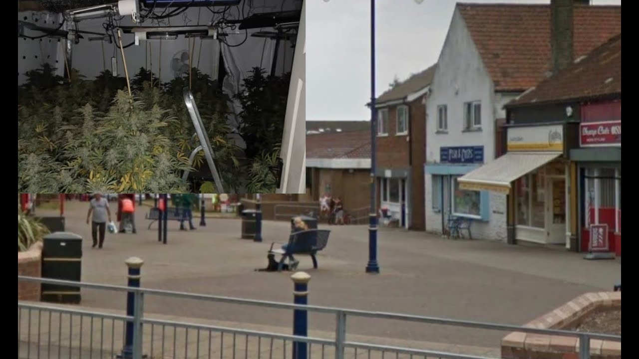 Watch moment police discover huge cannabis grow in Yorkshire.