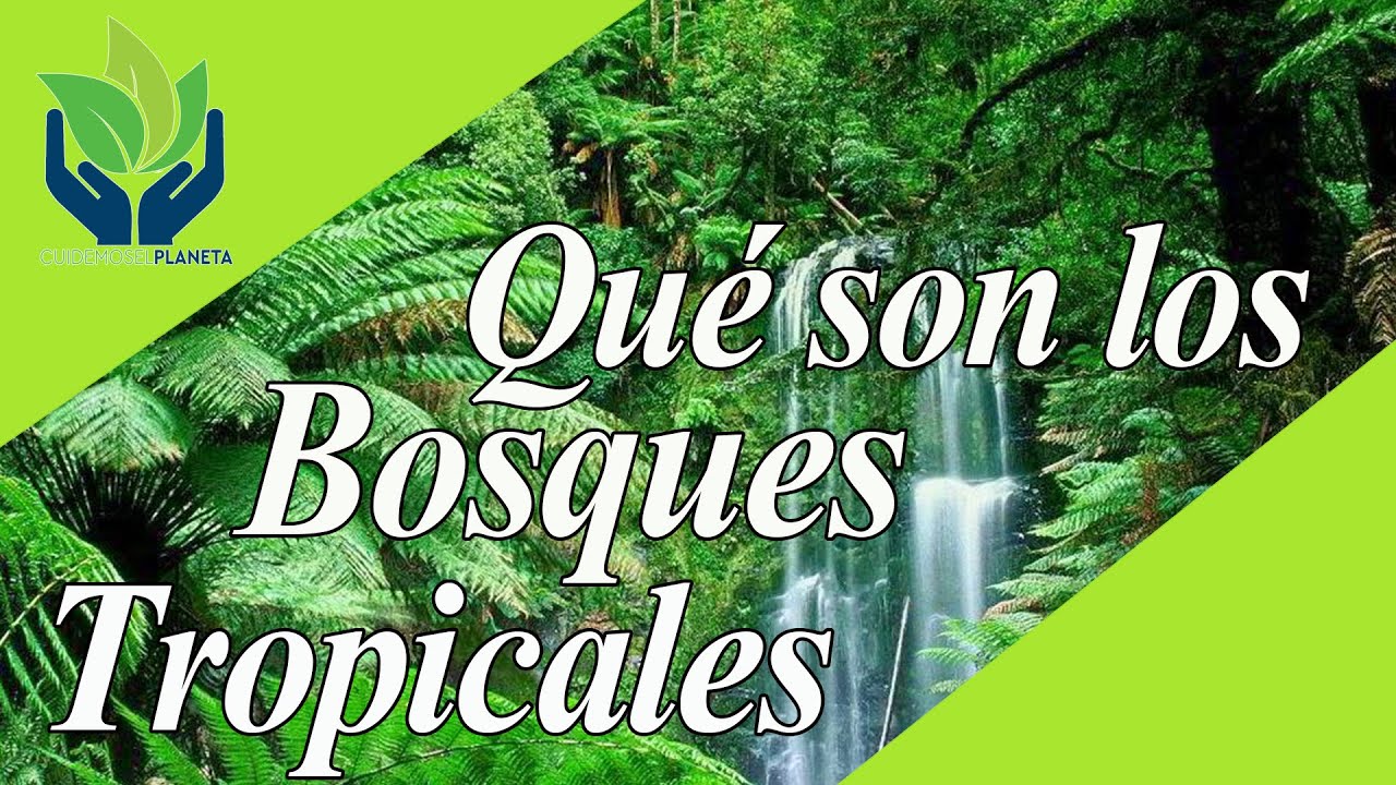 Bosque Tropical: características, tipos, ecosistema...