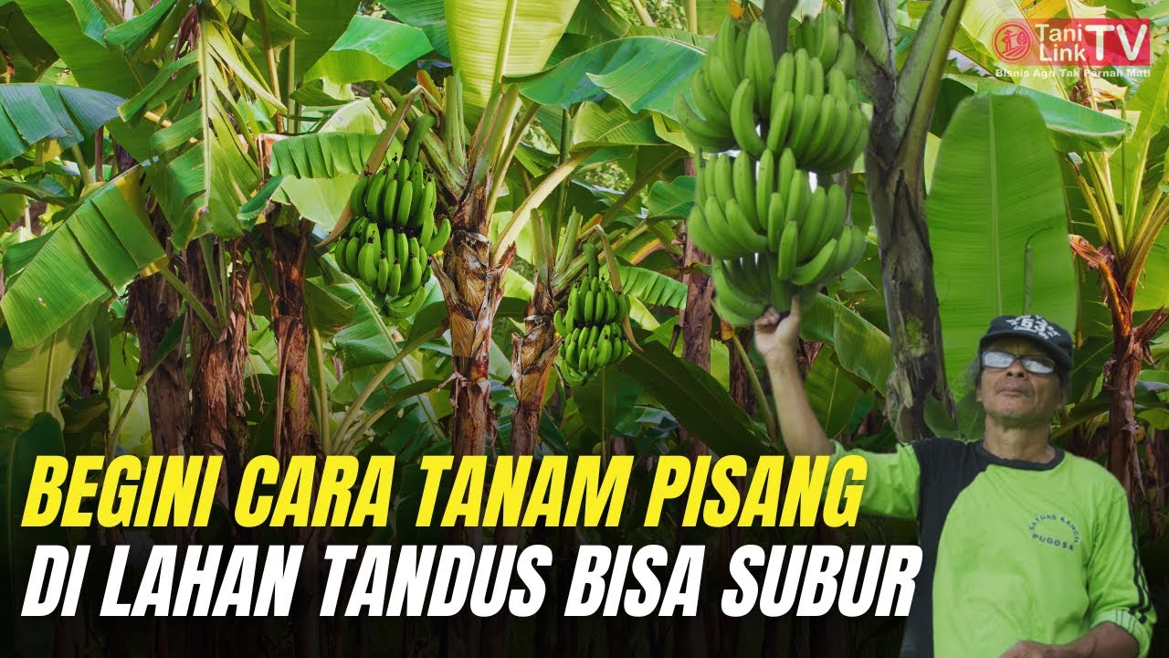 Sulap Lahan Tandus Jadi Produktif, Pisang Kepok Pak Slamet Tumbuh Subur