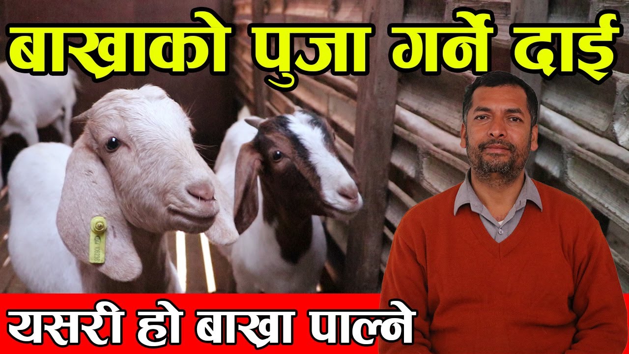 हेर्नुहोस् बाख्रा पाल्ने किसानलाई महत्वपुर्ण भिडियो यसरी बाख्रा पाल्दा भइन्छ सफल │Nepal Chitra