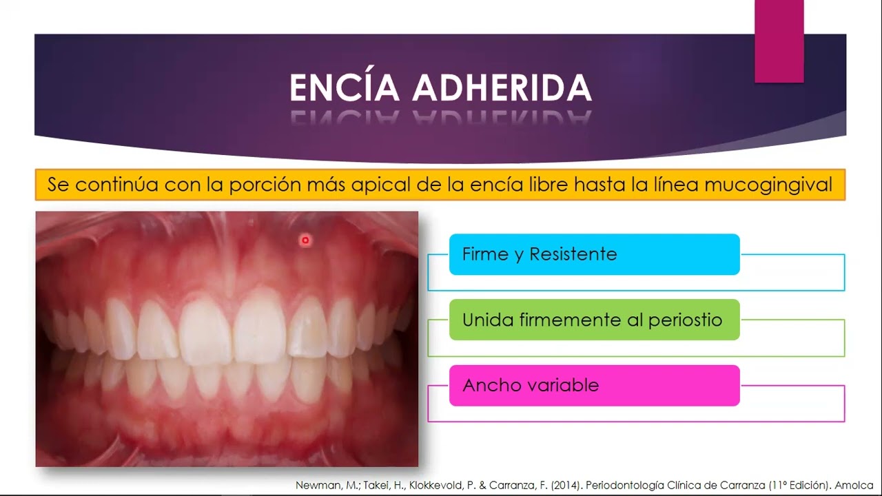 Biología Periodontal 2