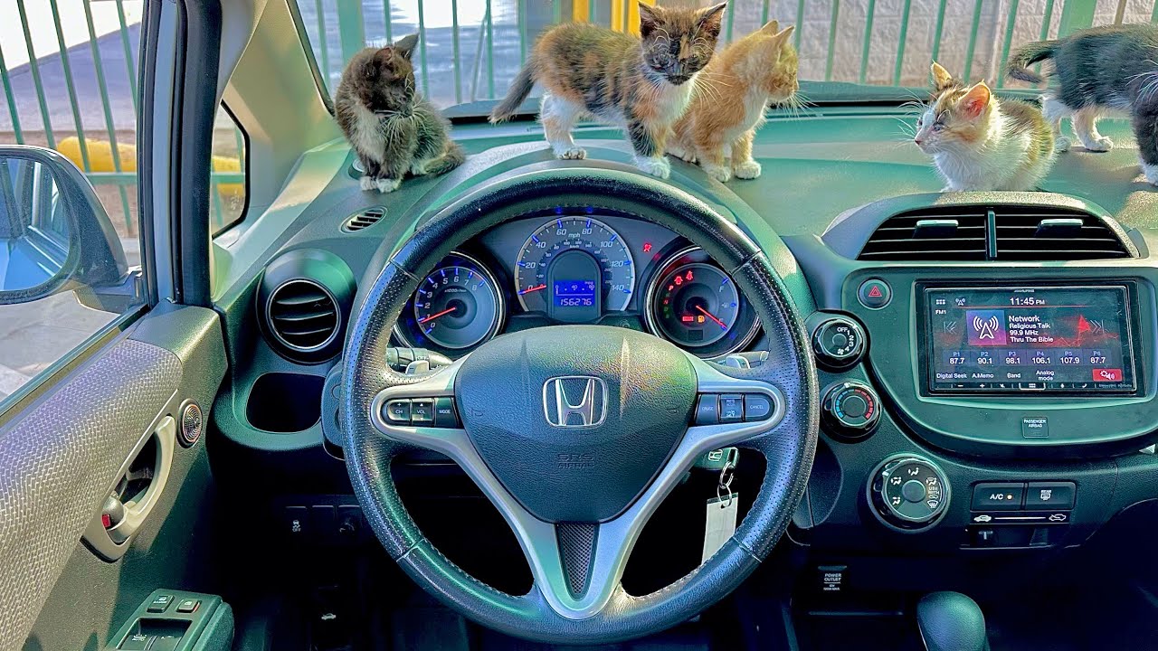 2012 Honda Fit Sport +((Baby Cat POV)) ASMR RELAXING POV TEST DRIVE
