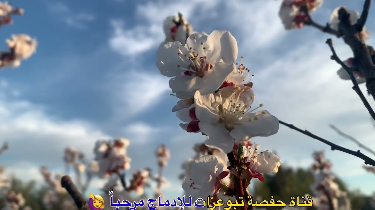 سحر البادية جمال الطبيعة و عربون المحبة من بوادر قبول فصل الربيع 