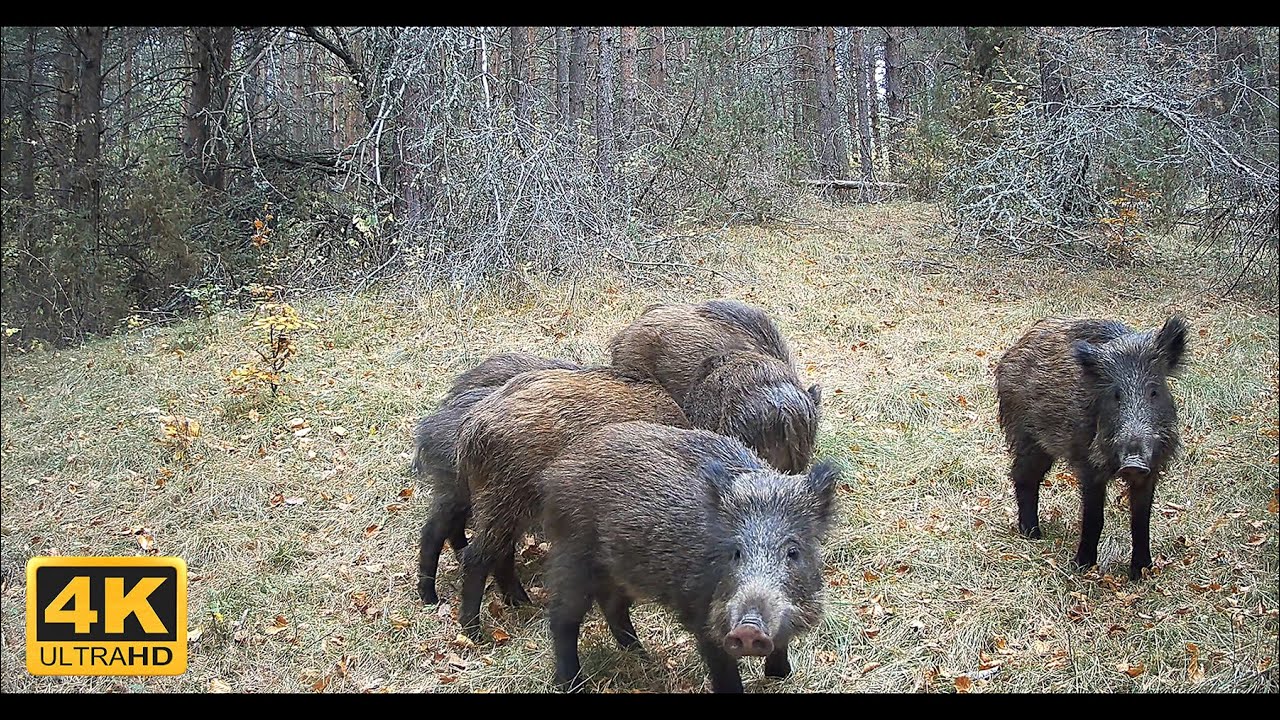 Wild boar (Sus scrofa)