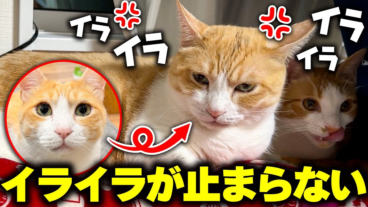 普段は温厚で優しいロビンが、なぜかイライラが止まらなくなってしまいました…