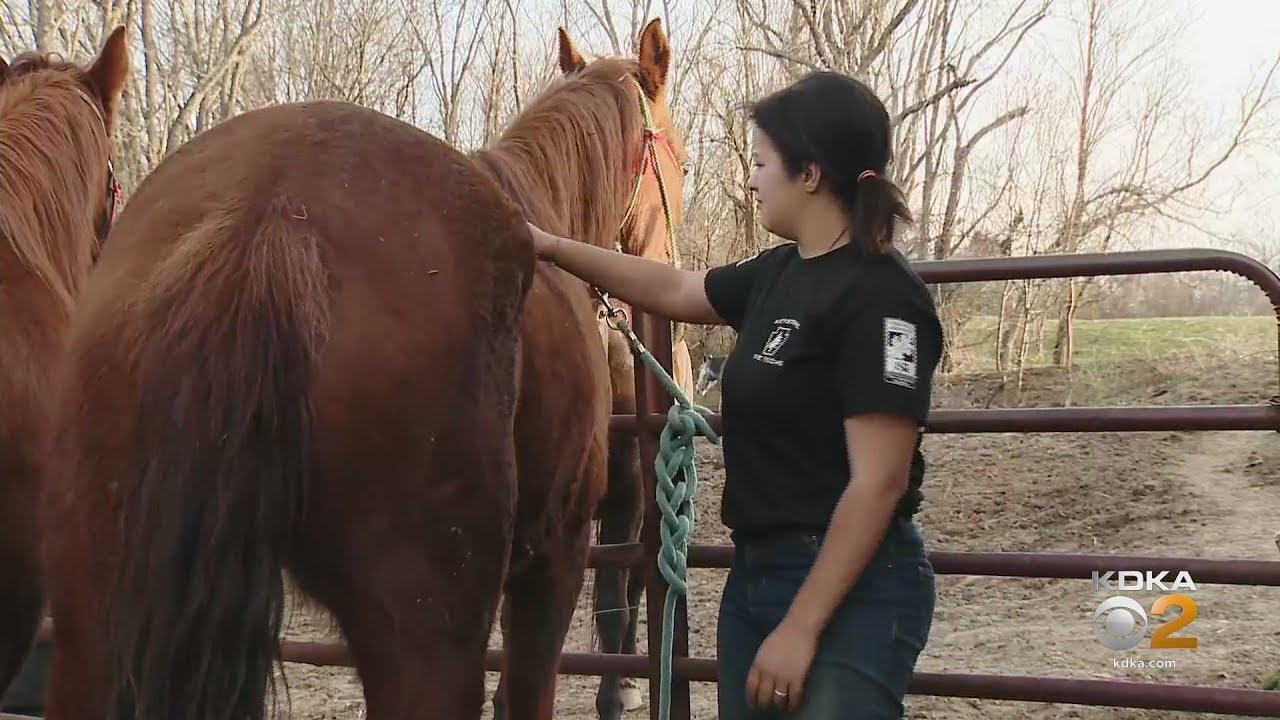 Teen Says Someone Is Harassing, Shooting At Her Horses And Mules
