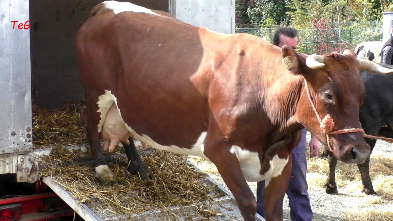 Arrivo delle mucche alla mostra zootecnica - Fiera agricola Castellamonte 2022