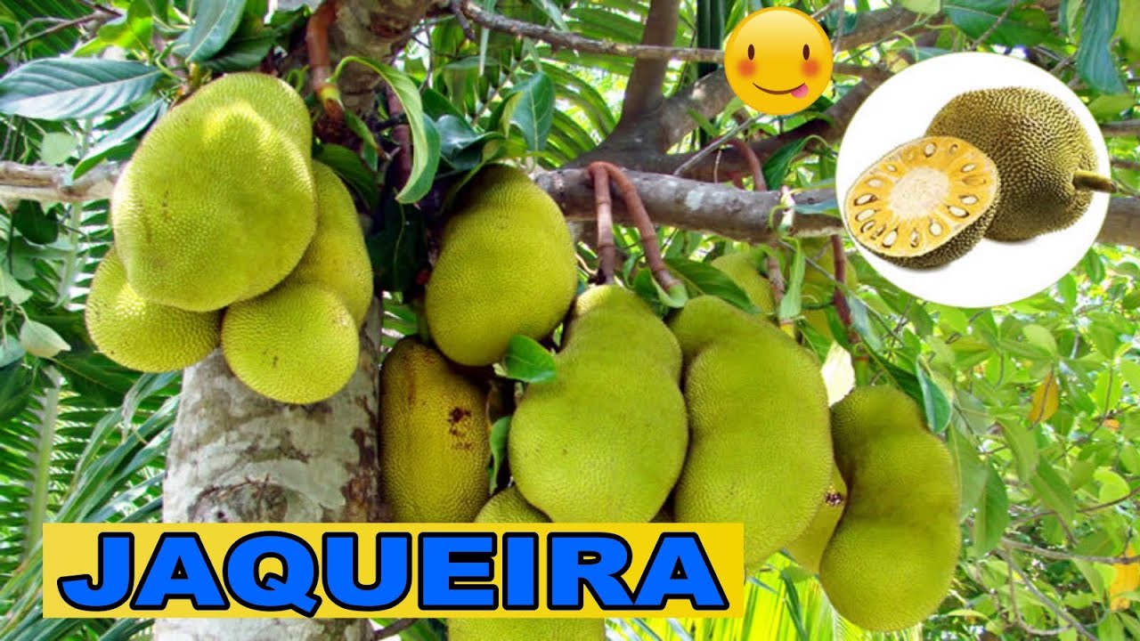 👉 #JAQUEIRA Quanto tempo leva para uma JAQUEIRA DAR FRUTOS? CONFIRA AQUI!!  🌳🌳