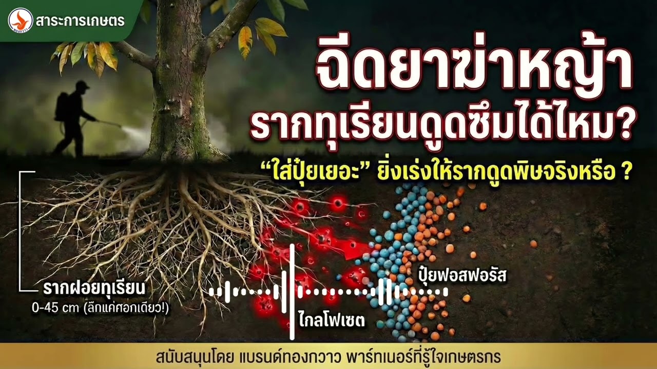 สาระการเกษตรจาก แบรนด์ทองกวาว ตอน ไขปริศนาใต้ดิน ยาฆ่าหญ้า ทำลายรากทุเรียนจริงหรือ?
