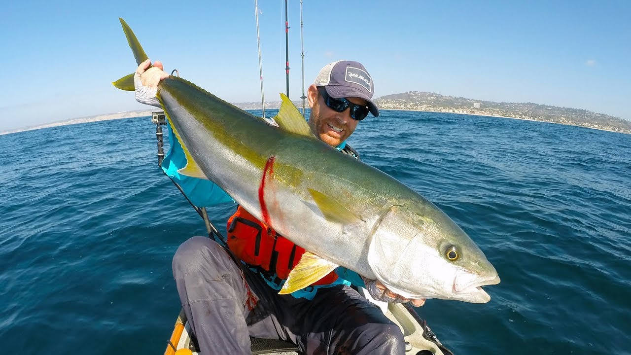 Kayak Fishing for BIG Yellowtail | 