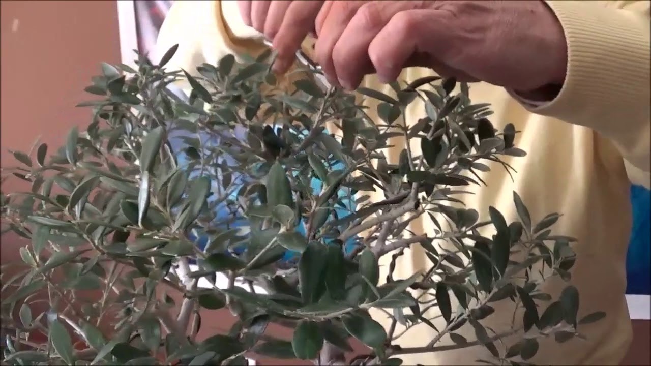 pinzado y preparacion de olivo