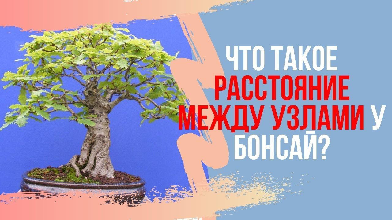 Что такое расстояние между узлами в Бонсай? ВАЖНО