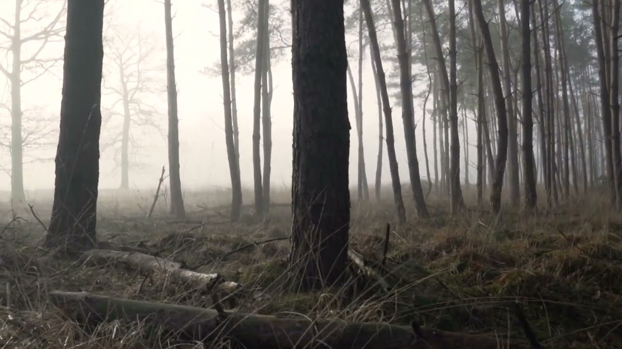 Natural Beauty 4 #forest #fog #wood #nature #winter