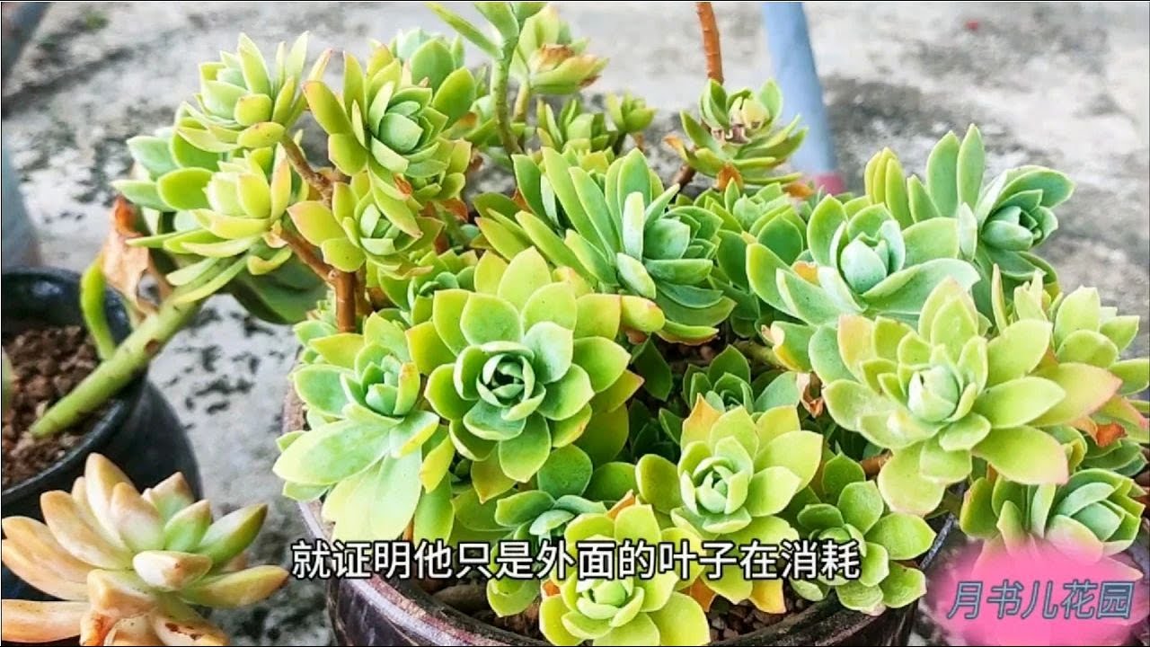 服盆期的多肉有什么表现？掉叶子很正常，这是多肉服盆的表现