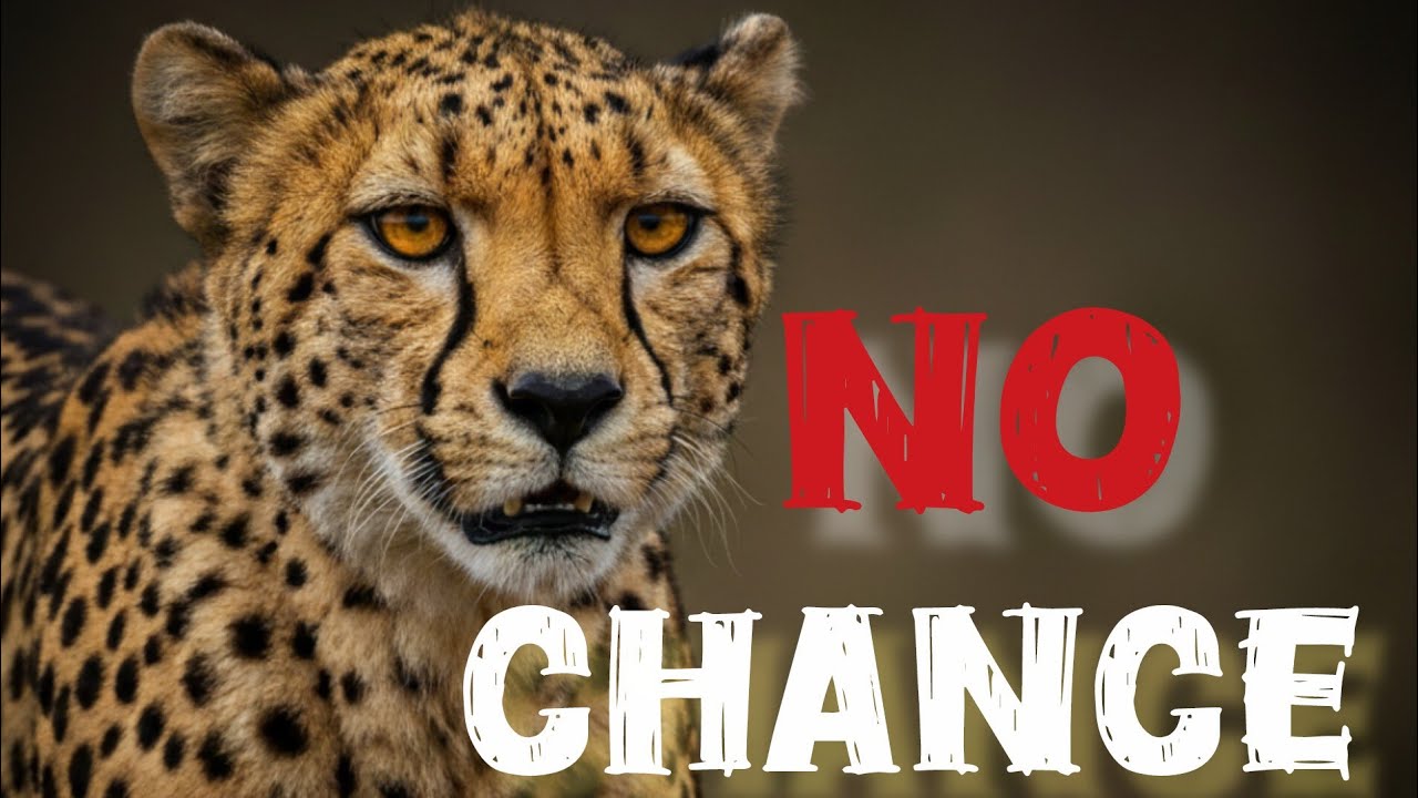 No Animal Can Catch a Cheetah — Here’s the Shocking Reason