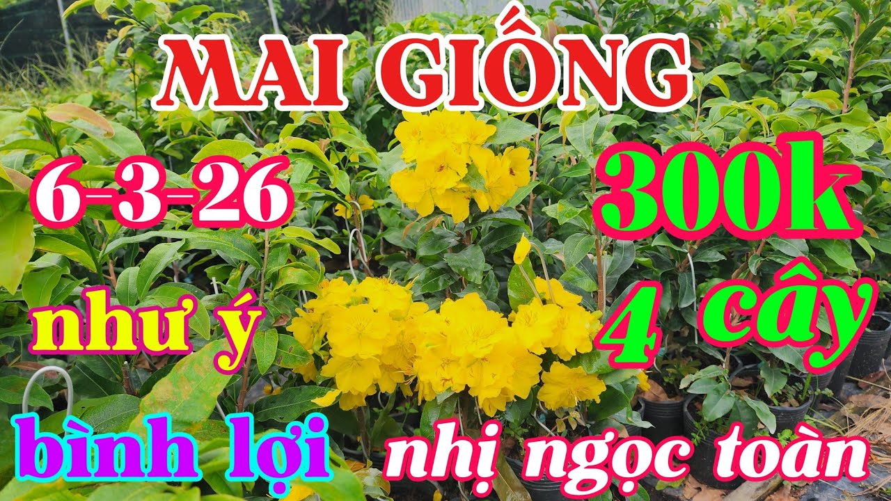 6-3-26 combo cây giống , như ý, bình lợi,nhị ngọc toàn 0941488772
