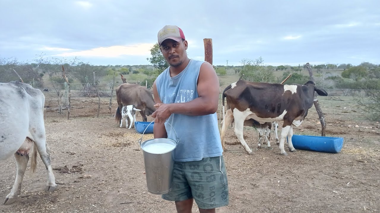 TIRANDO LEITE A TARDE +PREÇO  ATUAL DO LEITE NA MINHA REGIÃO 