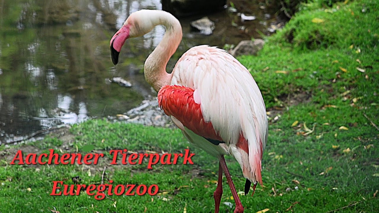 Aachener Tierpark - Euregiozoo  (NRW/Germany)