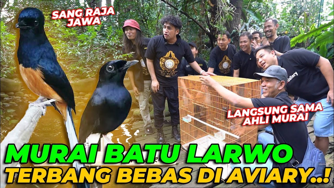 EXCLUSIVE..! PARA AHLI MURAI BATU BERDATANGAN MELIHAT LARWO BERKELIARAN DI AVIARY..! LANGSUNG GACORR