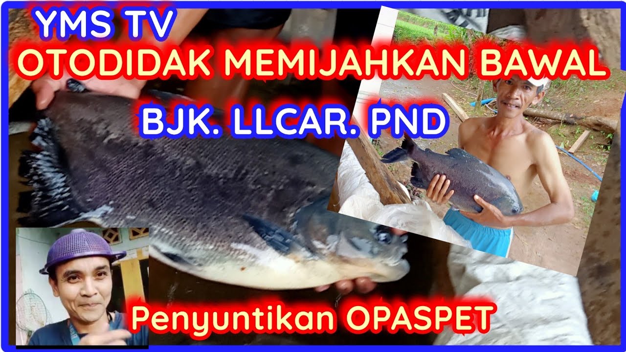 usaha di kampung Pemijahan Ikan Bawal Panen Ratusan Ribu Telur Ikan Bawal di Lokasi 3x1 m
