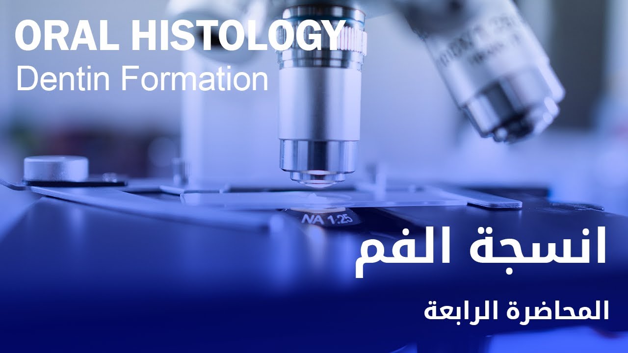 انسجة الفم المحاضرة الرابعة - Oral Histology Dentin Formation