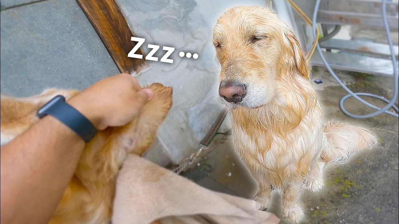 川遊び後のタオル待ちで座りながら寝ちゃう愛犬が可愛すぎるww