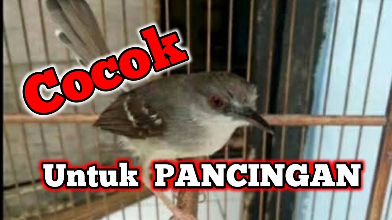 Suara burung ciblek gacor bren