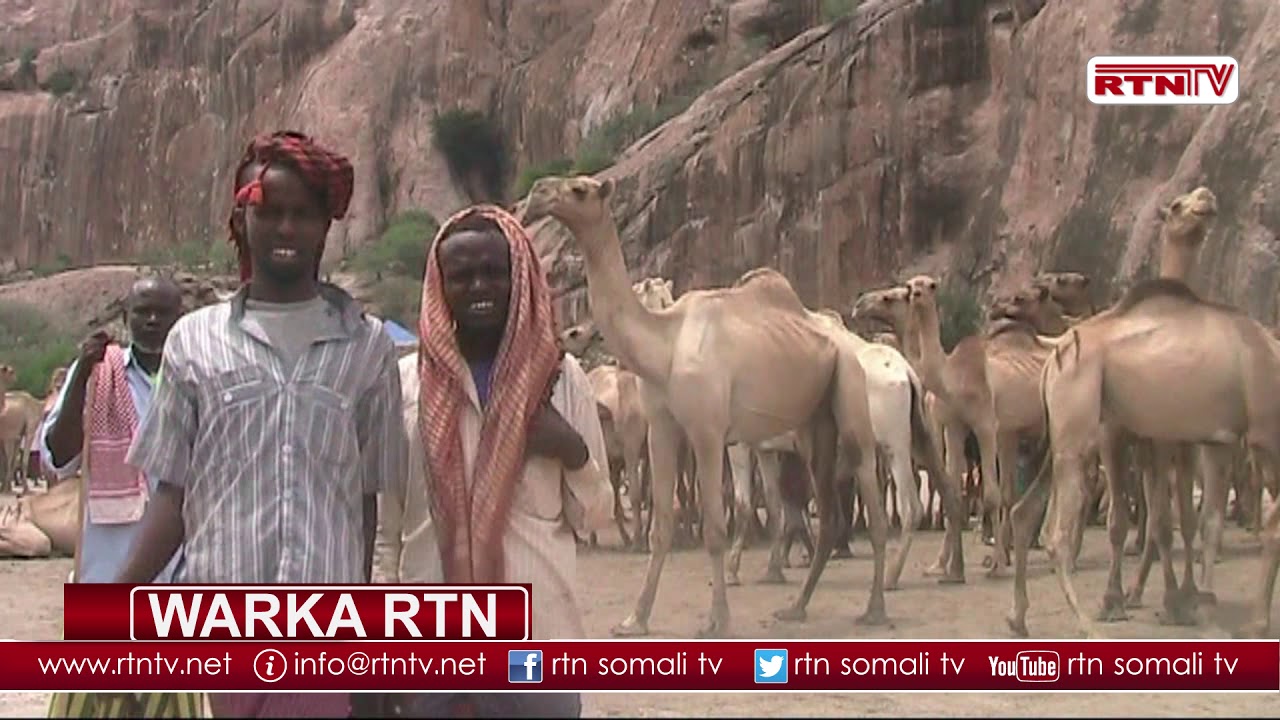 RTN TV: Xaalada Suuqa xoolaha ee Degmada Buur-hakaba