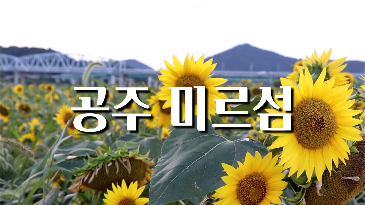 [공주 미르섬] 해바라기와 메밀꽃 보러 오세요 / 인생샷 명소 /공주 미르섬