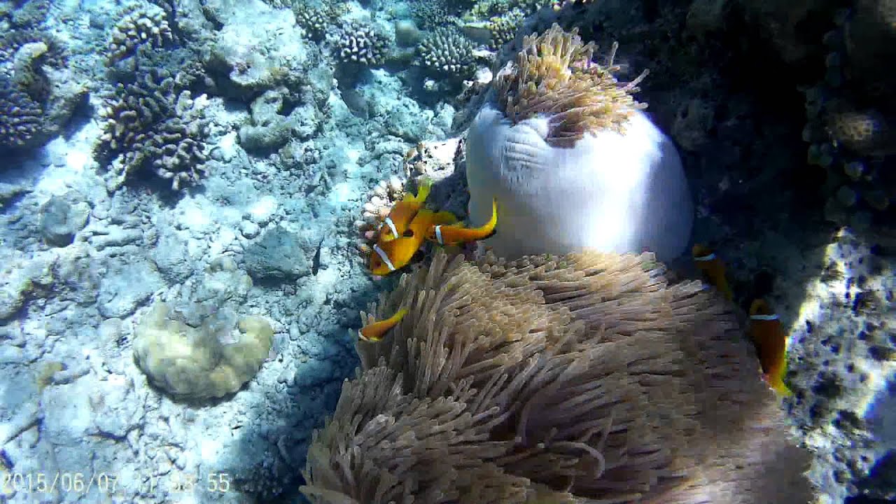 Malediven - Vakarufalhi / Anemonenfische am Hausriff