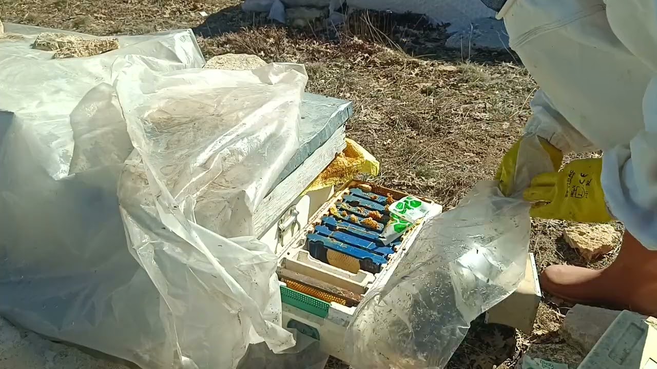 Körüklü ve körüksüz ari bakimi 🐝😀