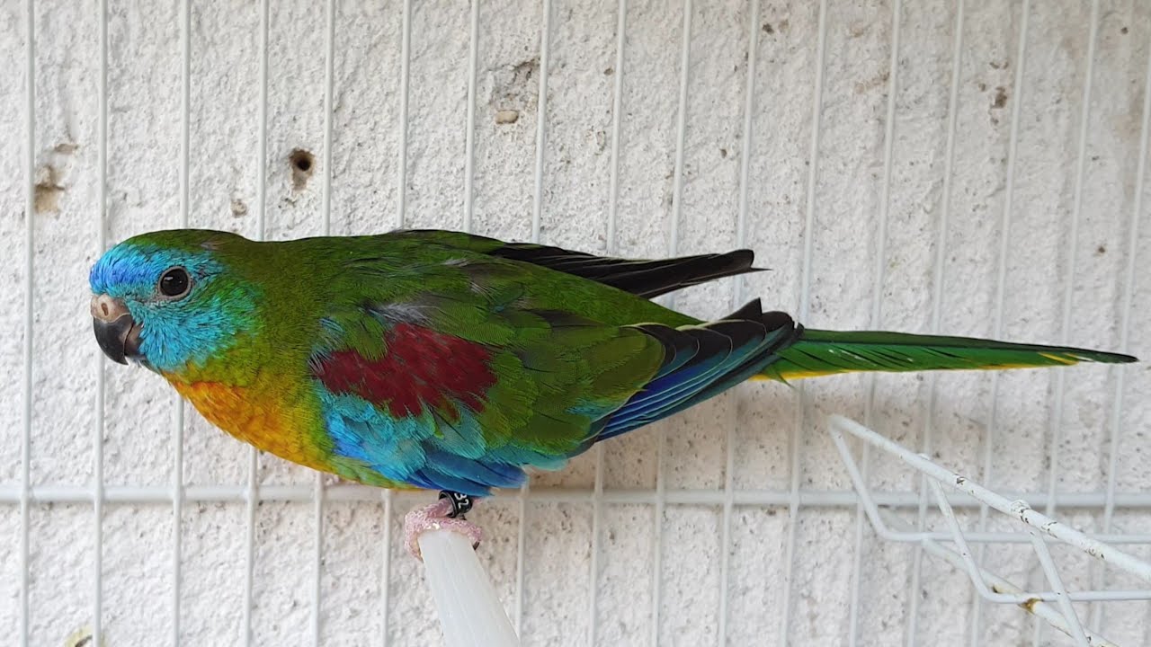 A AVE DA VEZ | O periquito mais colorido que você vai ver hoje |NEOPHEMA TURQUOISINE EM DETALHES