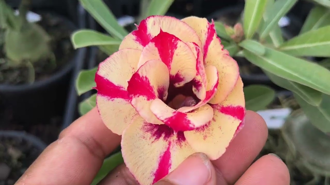 Gratidão 🙏por assistir nosso vídeos  por comprar no paraíso das flores gratidão.