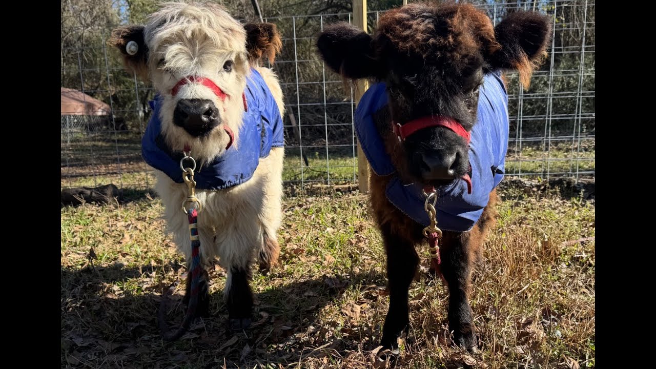 Mini HIghland Cows - 5 benefits (see description)