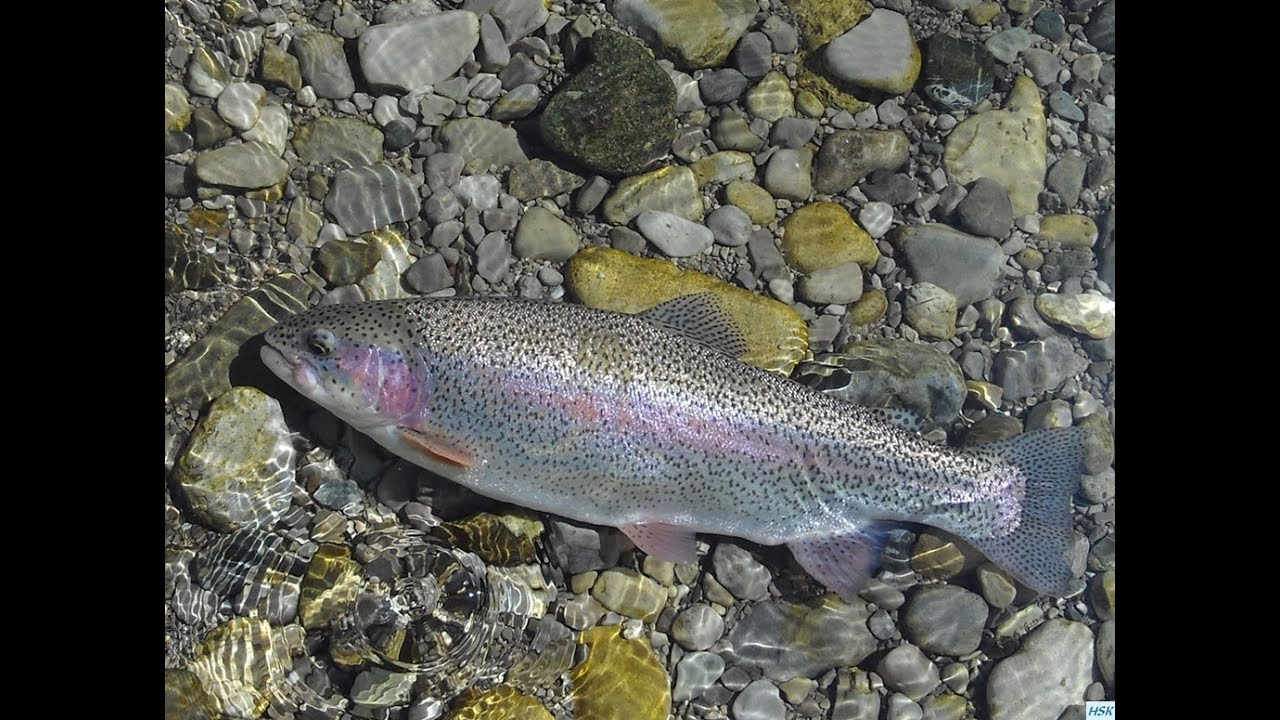 Fliegenfischen in der deutschen Traun im April 2015