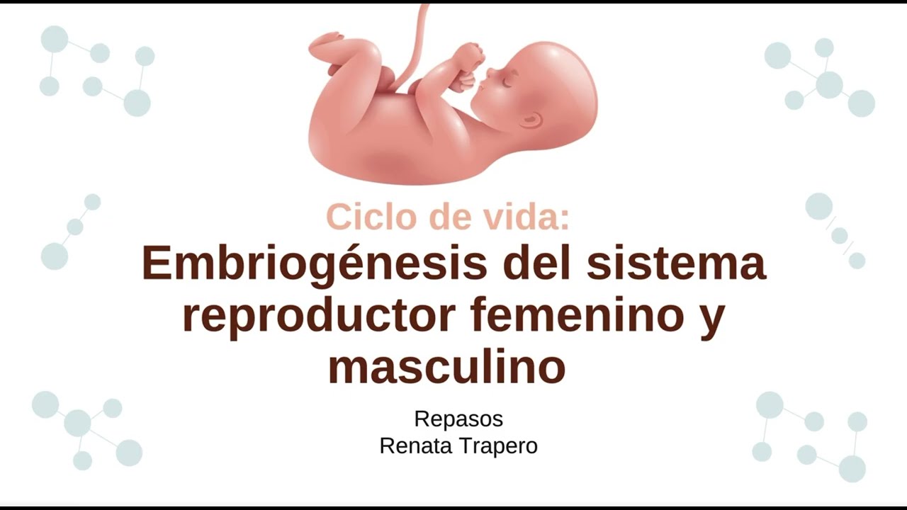 Embriogénesis del sistema reproductor femenino y masculino: explicado de manera sencilla