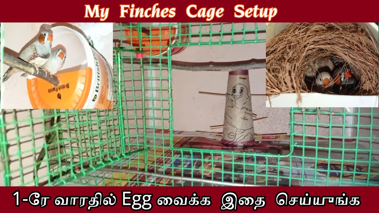 finches cage setup in tamil | finches egg in tamil | Golden Falls | Kumural Pavendhan
