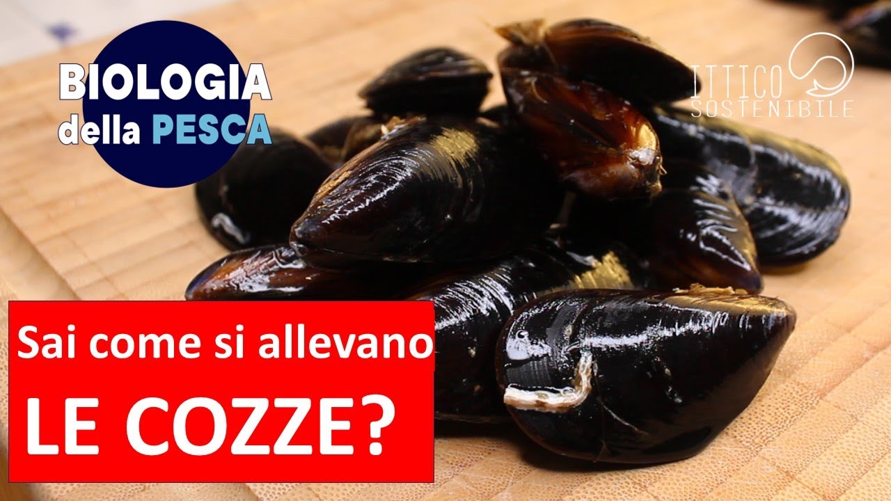 L'allevamento delle cozze