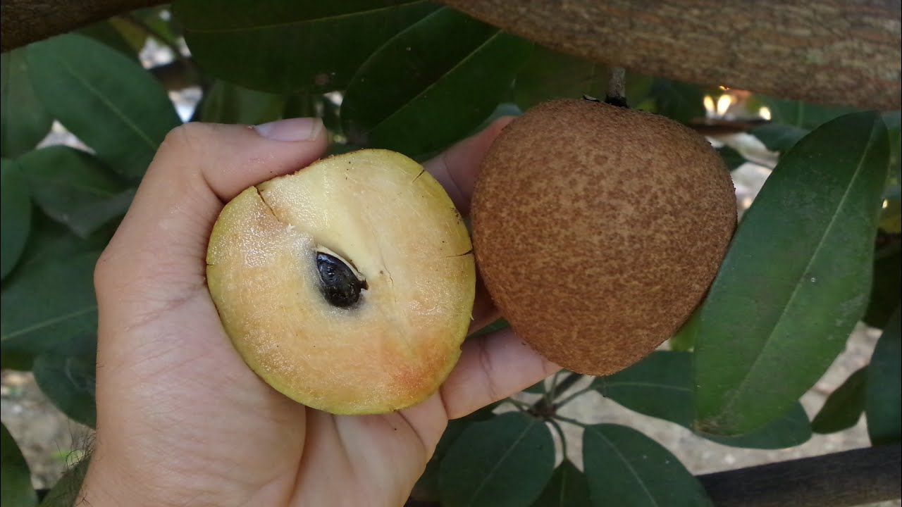 Chicozapote, chico mamey, ácana, níspero, zapote blanco, sapotillo, zapotillo, Manilkara chicle