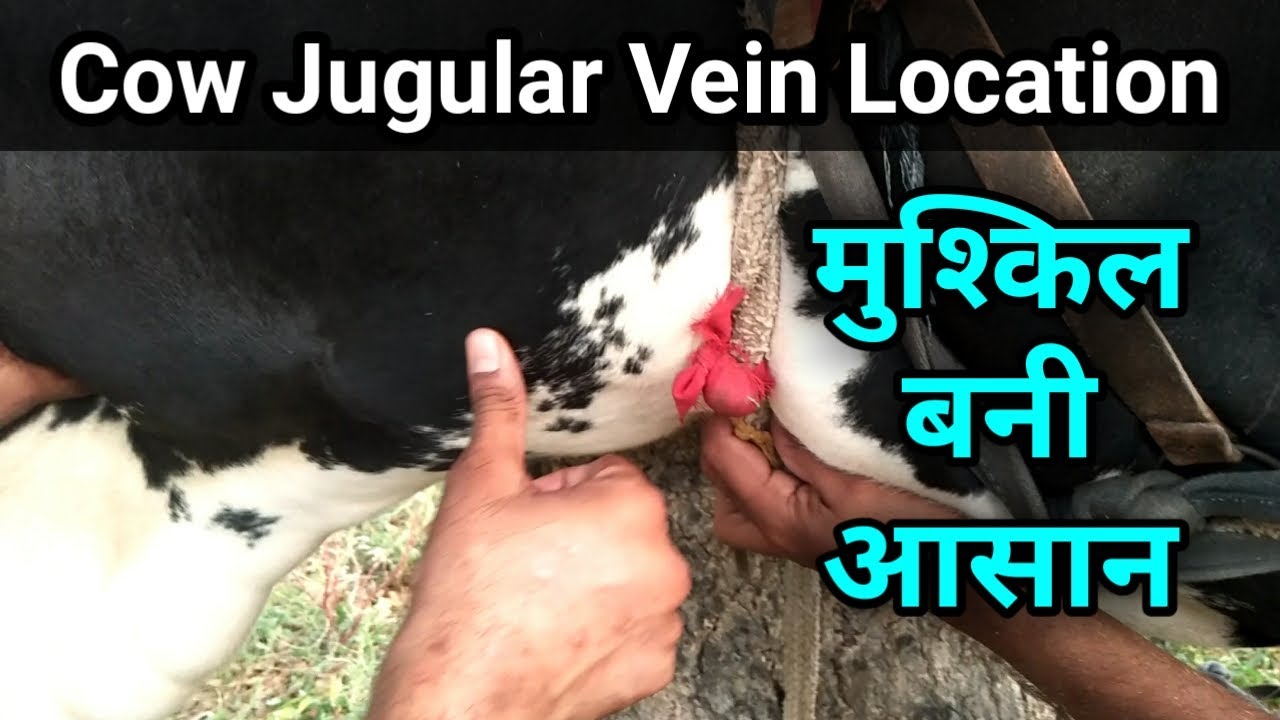 cow jugular vein location cow ko intravenous I V injection kaise lagaye।vets club in hindi