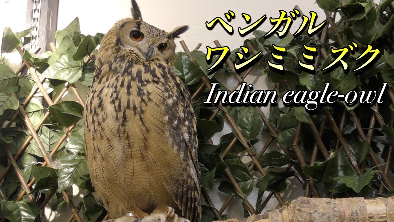 【フクロウ】ベンガルワシミミズクの生態（Indian eagle owl）