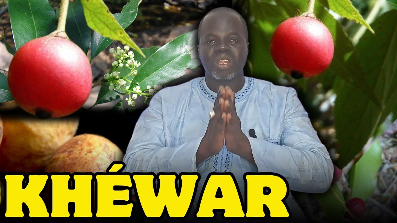 🌴 Ndiarignou Khéwar : Vertus du Aphania Senegalensis - Pr Ousmane Ndiaye - SAMA XALAAT TV