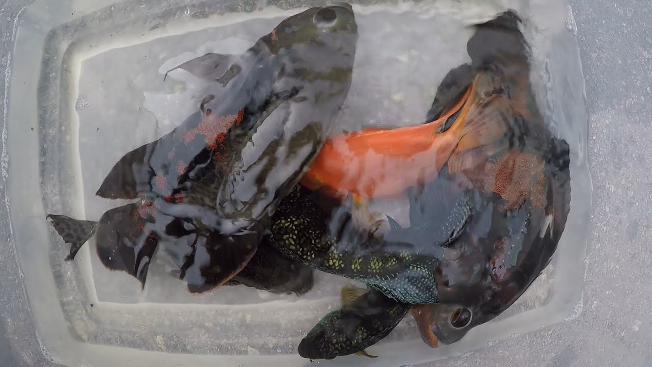 Rescues & donations from Joe & Barbara: 2 oscars, 2 Jack Dempseys, blood parrot, pleco, 75 gal