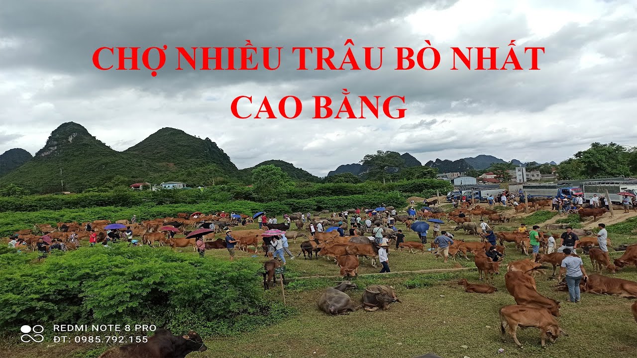 Chợ Nhiều Trâu Bò Nhất Cao Bằng. Chợ Trâu Bò Cao Bằng, Chợ Trâu Trà Lĩnh, Chợ Trâu Trùng Khánh