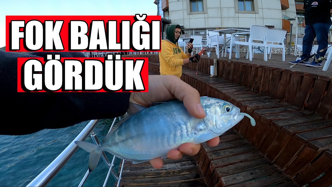 Fok Balığı Gördük / Kıyıdan LRF At Çek Balık Avı