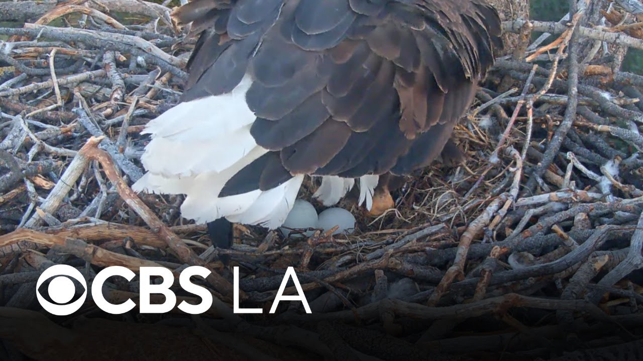 Big Bear eagle Jackie lays second egg of the season