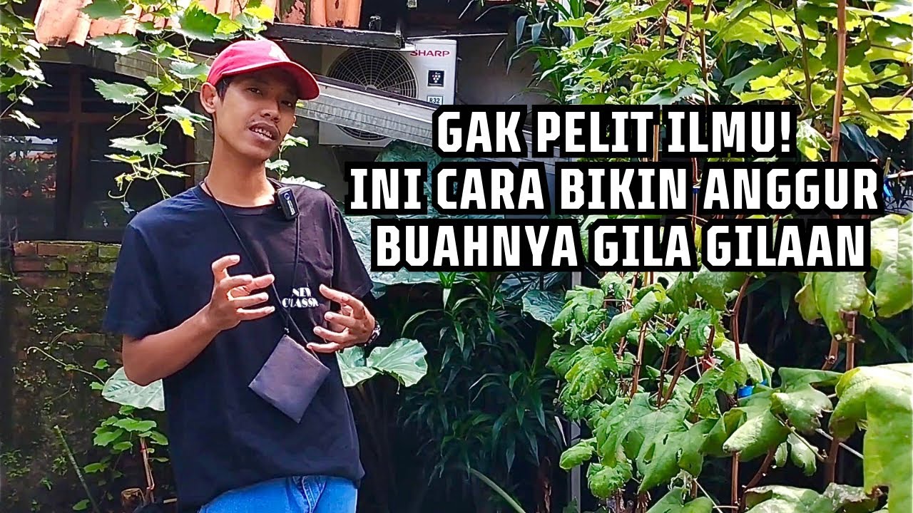 Beberin Semua! Rahasia Tanam Anggur Buat Pemula Sampai Jago