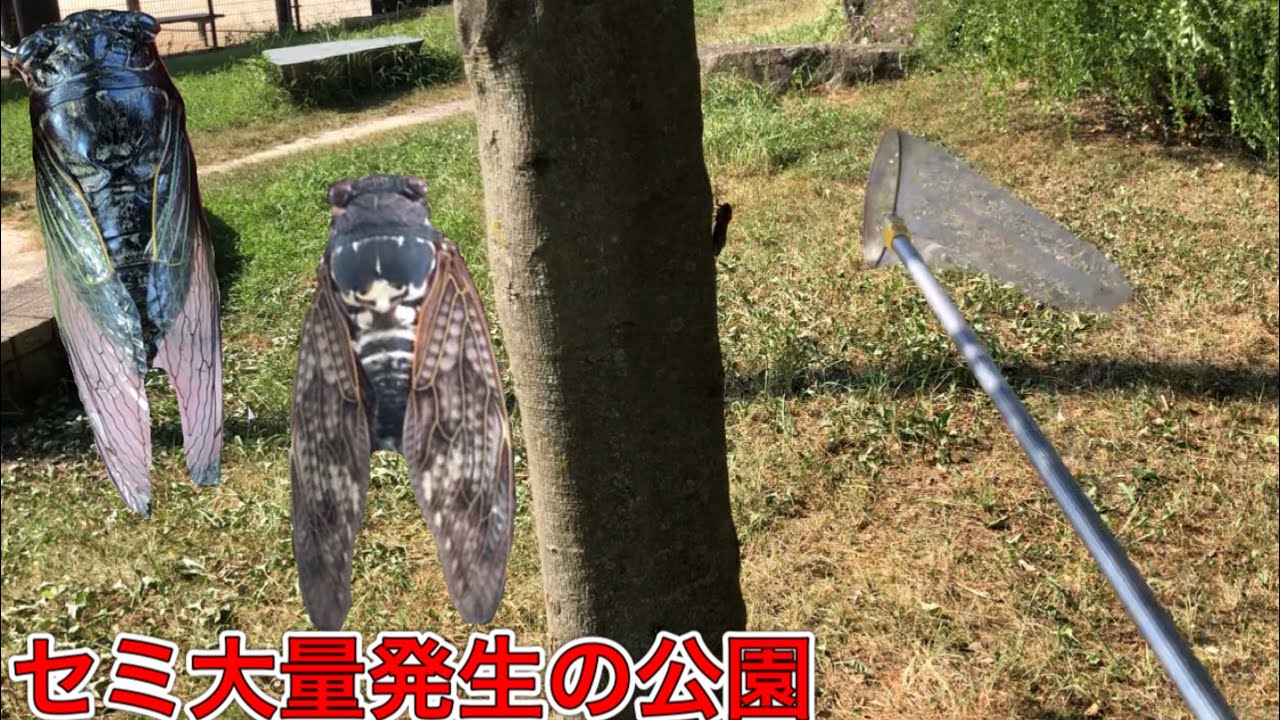 1時間セミを本気で採り続けたら何匹採れるのか？