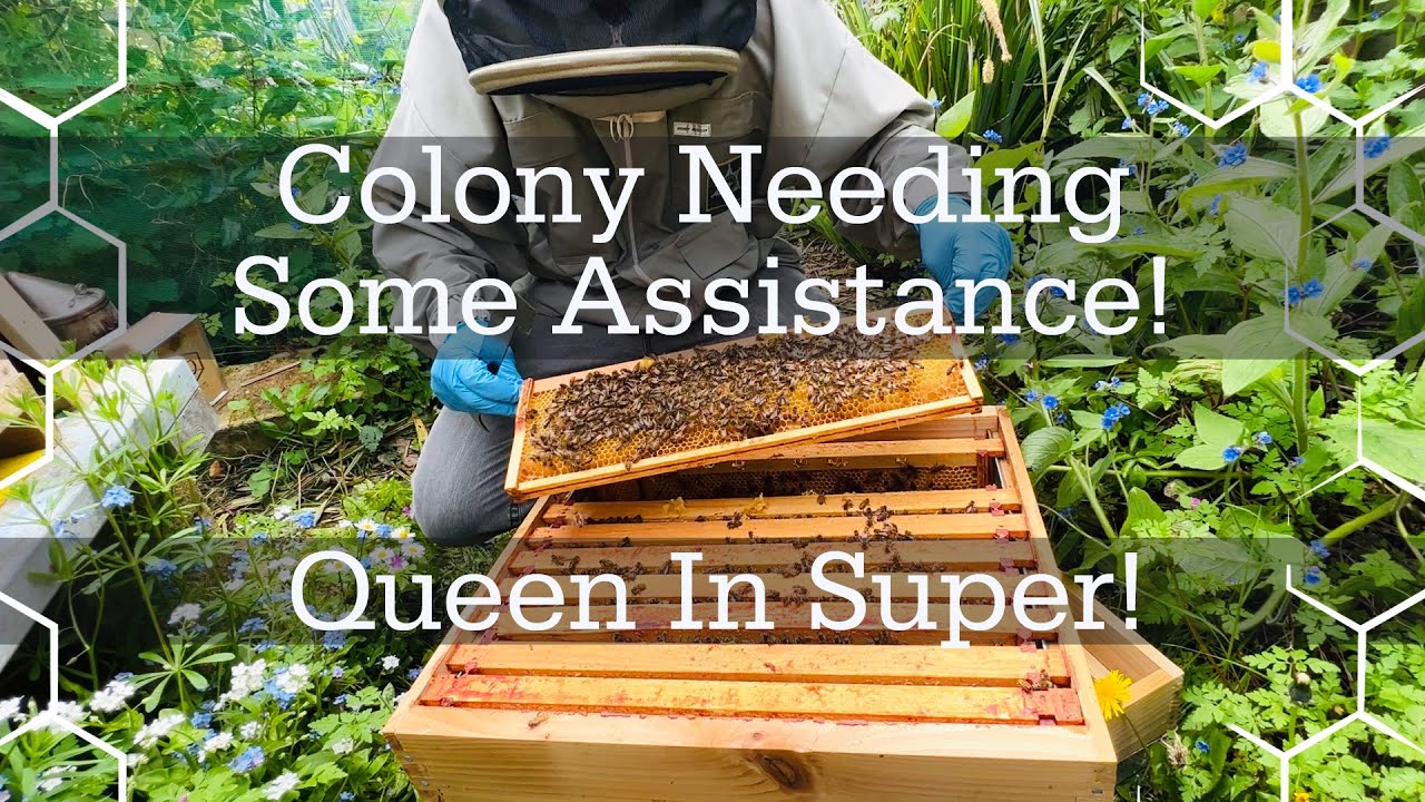 Queen laying in treated supers & not building in brood box! Hive needing assistance