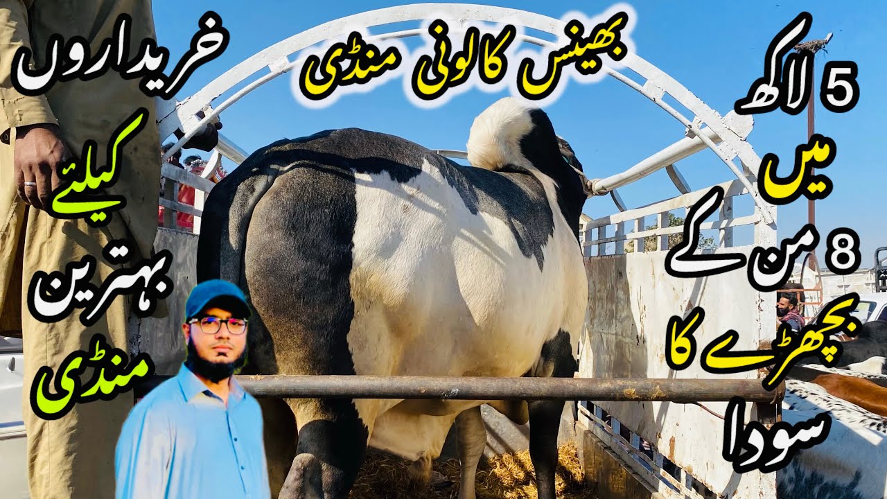 Bhains Colony Mandi Karachi Cattle Rates Update❤️ || 28 January 2026 || Cow Mandi 2026